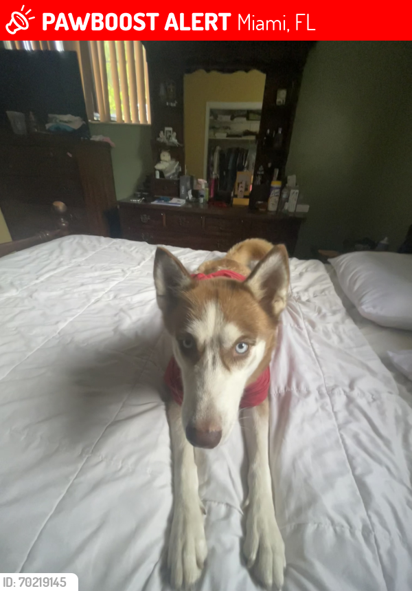 Lost Female Dog last seen Near NW 27th ST, Miami, FL 33142