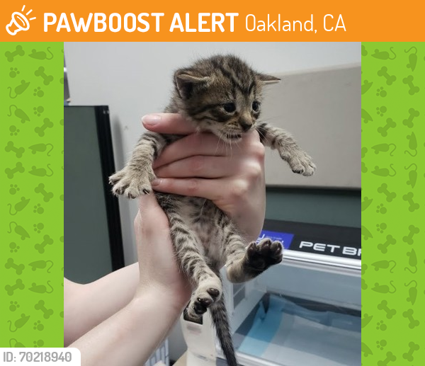 Shelter Stray Male Cat last seen Oakland, CA 94606, Oakland, CA 94601