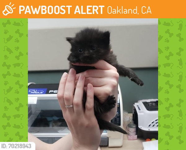 Shelter Stray Female Cat last seen Oakland, CA 94606, Oakland, CA 94601