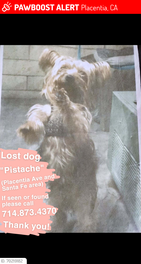 Lost Male Dog last seen Placentia Ave and Santa Fe St, Placentia, CA 92870