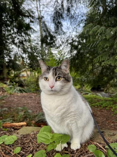 Lost Female Cat last seen Near Seneca Drive, Mount Vernon, WA, Mount Vernon, WA 98273
