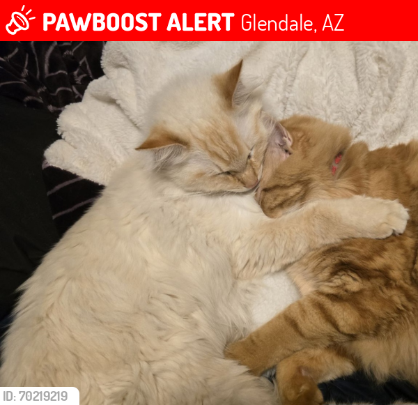 Lost Male Cat last seen 47th and bell rd, Glendale, AZ 85306