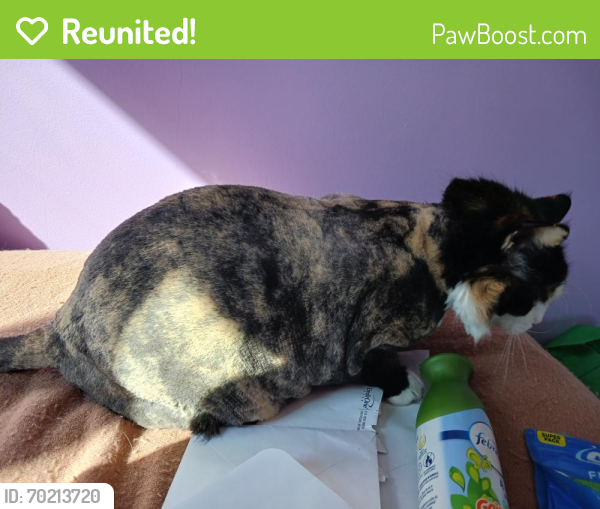 Reunited Female Cat last seen Near West Melrose St , Chicago, IL 60639
