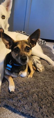 Lost Male Dog last seen 99th Ave and Peoria , Peoria, AZ 85345