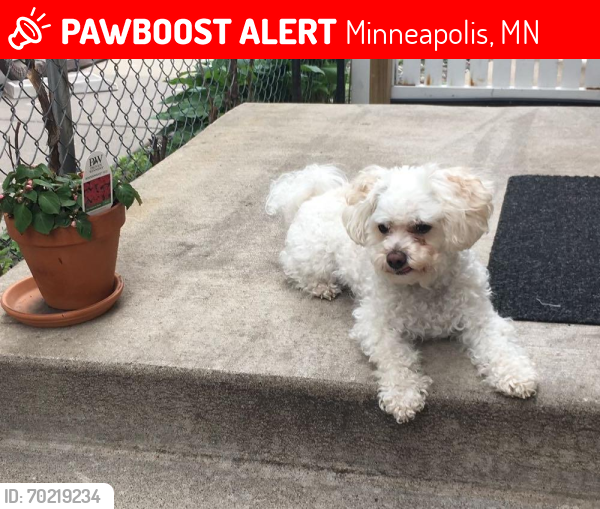 Lost Male Dog last seen Fairview park , Minneapolis, MN 55411