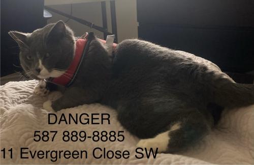 Lost Male Cat last seen Evergreen dr sw and evergreen close sw, Calgary, AB T2Y 2X7