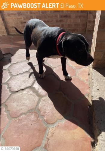Lost Female Dog last seen Socorro Tx. , El Paso, TX 79927