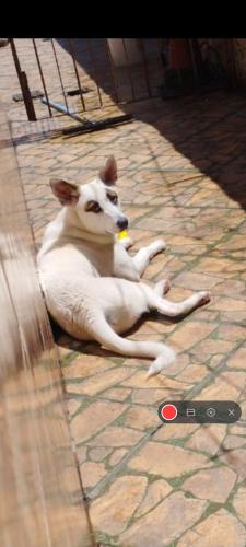 Lost Male Dog last seen Praça do Helena , Jardim Helena, SP 