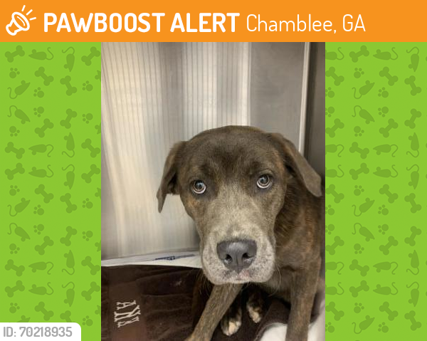 Shelter Stray Female Dog last seen Near Bouldercrest Road, Atlanta, GA, 30316, 30316, GA, Chamblee, GA 30341