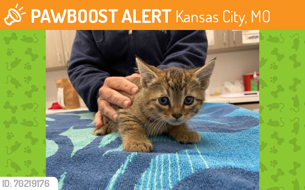 Shelter Stray Female Cat last seen Kentucky Ave and E 90th Ter KCMO 64138, 64138, MO, Kansas City, MO 64132