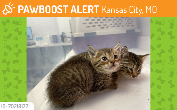 Shelter Stray Female Cat last seen Kentucky Ave and E 90th Ter KCMO 64138, 64138, MO, Kansas City, MO 64132