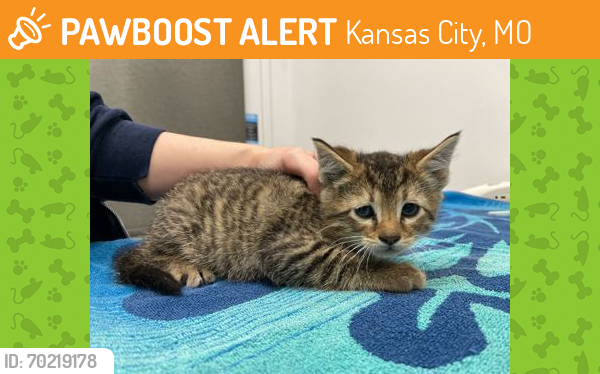 Shelter Stray Male Cat last seen Kentucky Ave and E 90th Ter KCMO 64138, 64138, MO, Kansas City, MO 64132