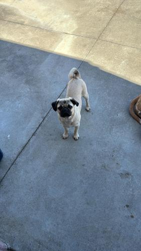 Lost Male Dog last seen Southgate ave & , Daly City, CA 94015