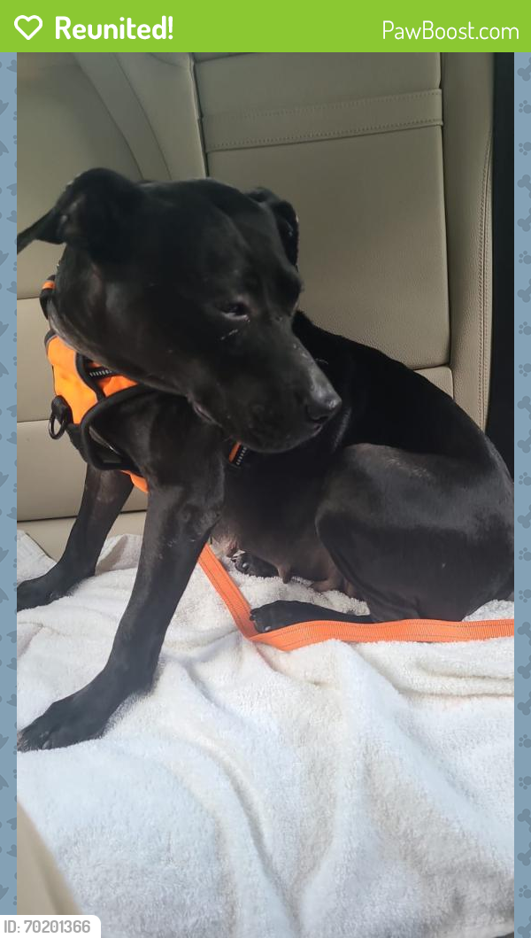 Reunited Female Dog last seen Public off Oakland and Andrew’s , Oakland Park, FL 33311