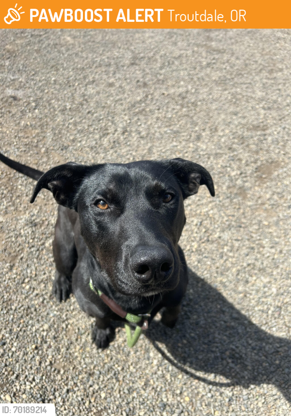 Shelter Stray Male Dog last seen NW German Town Road, OR, Troutdale, OR 97060