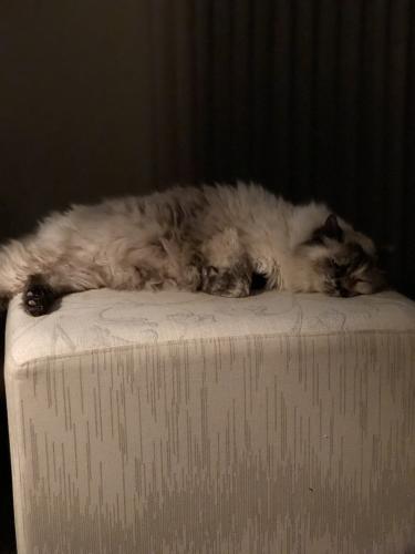 Lost Female Cat last seen Modesto between Lowell and Tenyson, Albuquerque, NM 87122