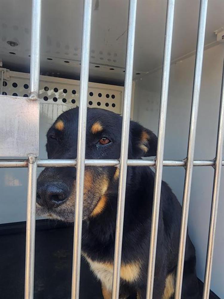 Shelter Stray Male Dog last seen Near BLOCK S COMANCHE DR, ARVIN CA 93203, Bakersfield, CA 93308