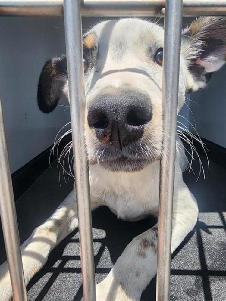 Shelter Stray Female Dog last seen Near BLOCK LOS CANTOS AVE, ARVIN CA 93203, Bakersfield, CA 93308