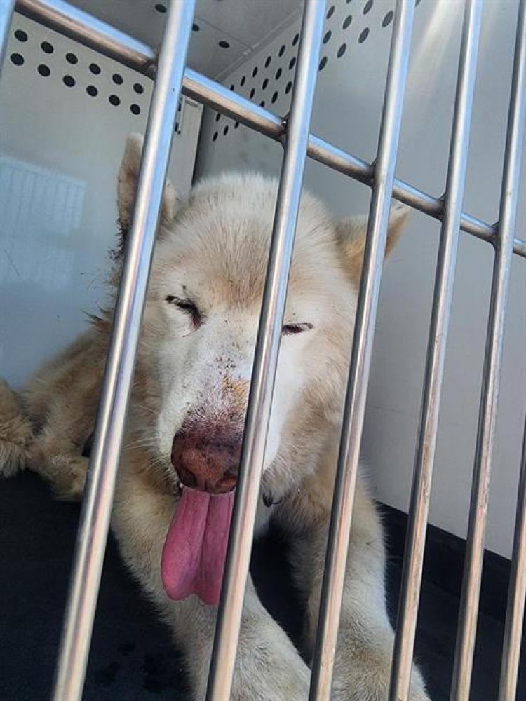 Shelter Stray Male Dog last seen Near BLOCK PARAISO WAY, ARVIN CA 93203, Bakersfield, CA 93308