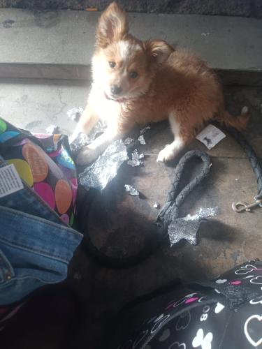Lost Female Dog last seen Highland & e st, San Bernardino, CA 92405