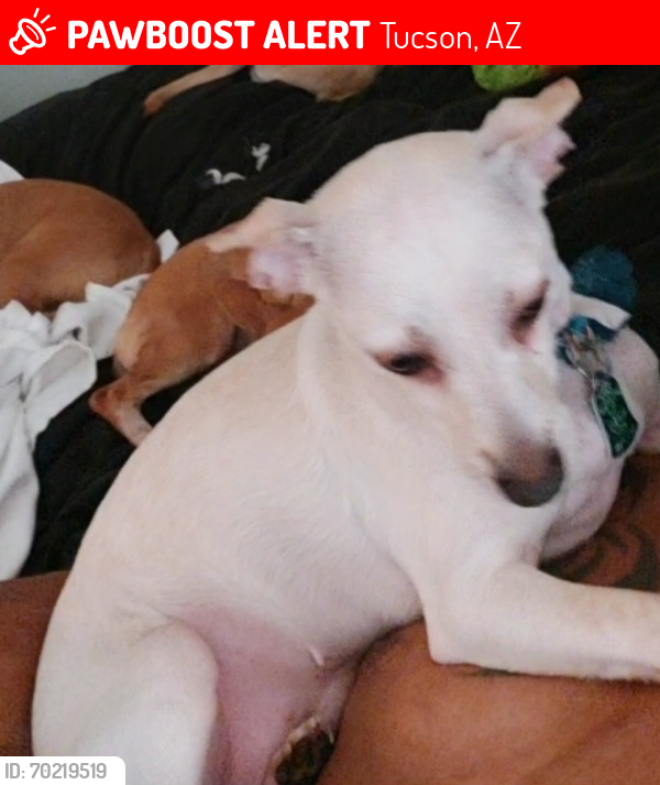 Lost Female Dog last seen Pantano and stella, Tucson, AZ 85730