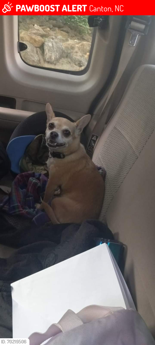 Lost Female Dog last seen Food Lion in CANTON, Canton, NC 28716