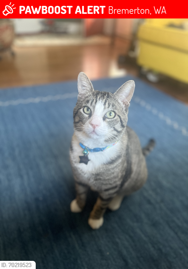 Lost Male Cat last seen Naval Ave and 13th, Bremerton, WA 98312