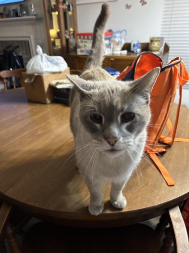 Lost Male Cat last seen Julie Ann Dr. and Campbell Dr. , Pearland, TX 77584