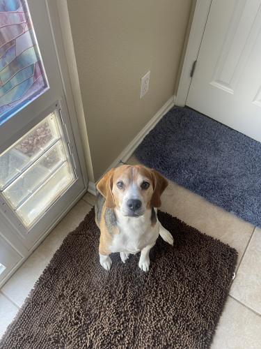 Lost Male Dog last seen 136th and S 27th Ave, Brighton, CO 80601