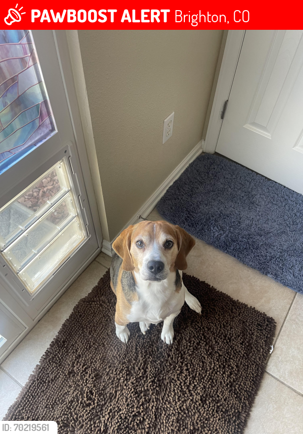 Lost Male Dog last seen 136th and S 27th Ave, Brighton, CO 80601