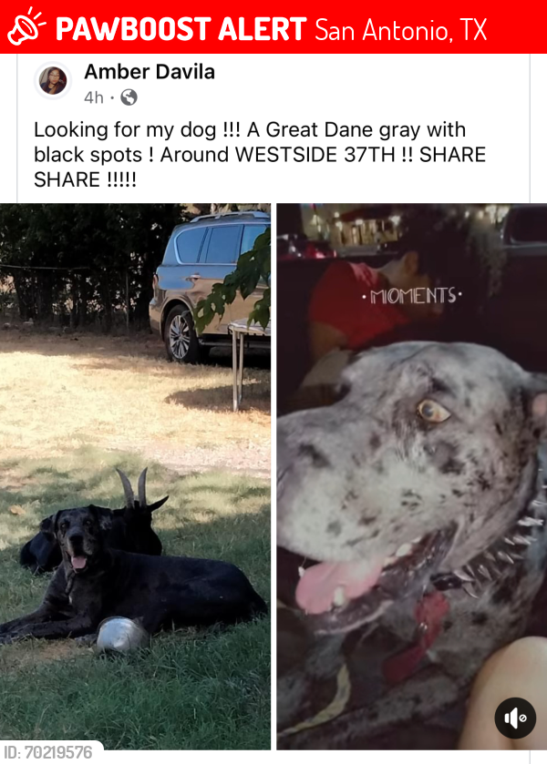 Lost Male Dog last seen 37th street, San Antonio, TX 78237
