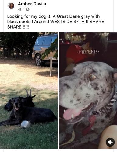 Lost Male Dog last seen 37th street, San Antonio, TX 78237