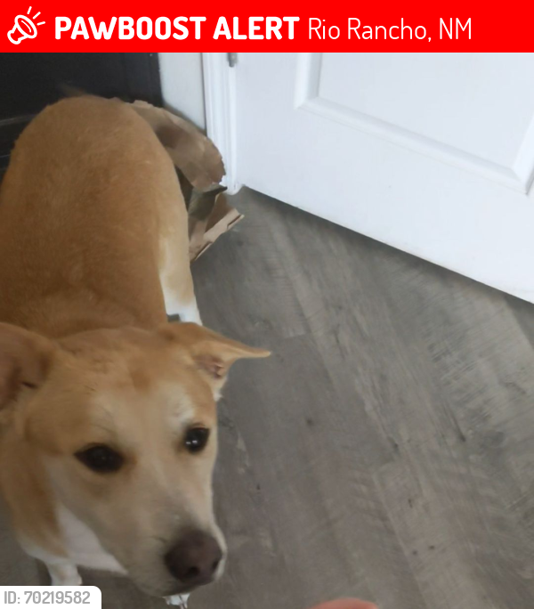 Lost Male Dog last seen Rancher Loop and Guinevere , Rio Rancho, NM 87144