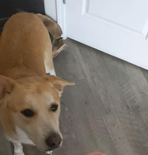 Lost Male Dog last seen Rancher Loop and Guinevere , Rio Rancho, NM 87144