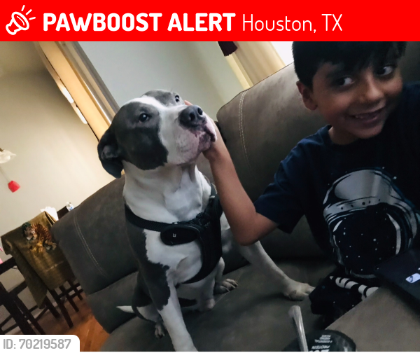 Lost Male Dog last seen Hollister, Houston, TX 77040