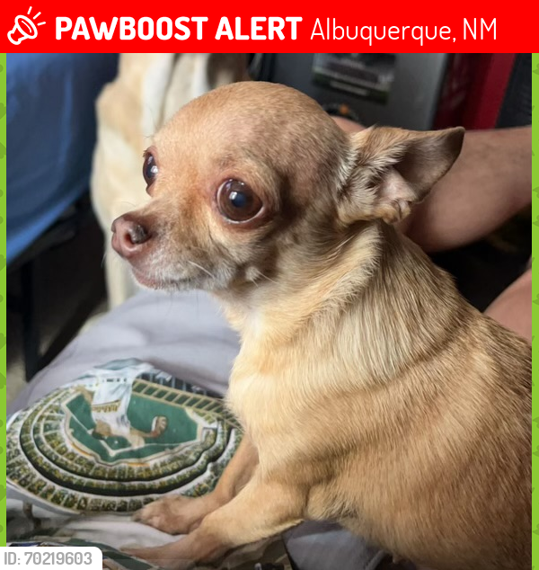 Lost Female Dog last seen Spring flower, dessert breeze, Albuquerque, NM 87121