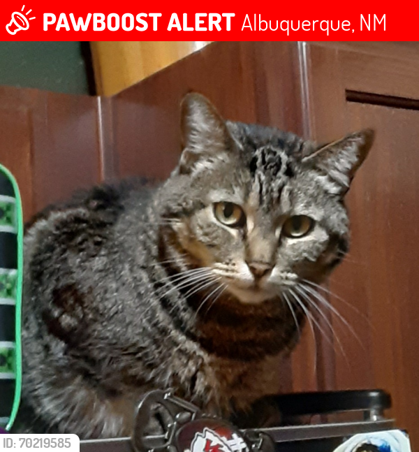 Lost Female Cat last seen McMahon Blvd and Unser Blvd, Albuquerque, NM 87114