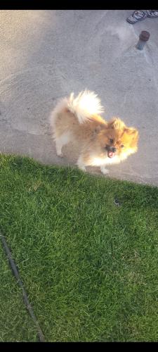 Lost Male Dog last seen Nixon and Park St, Pasco, WA 99301