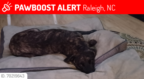 Lost Male Dog last seen Castlegate Dr and Watkins Rd, Raleigh nc 27616, Raleigh, NC 27616