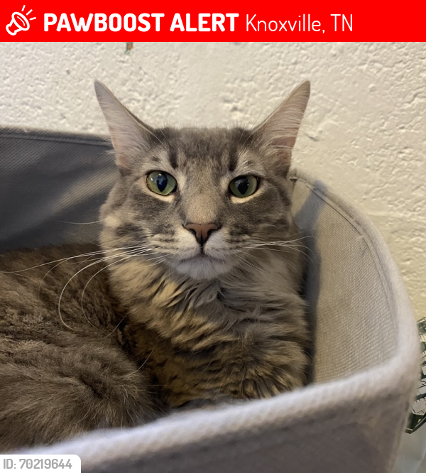 Lost Male Cat last seen oglewood ave, Knoxville, TN 37917