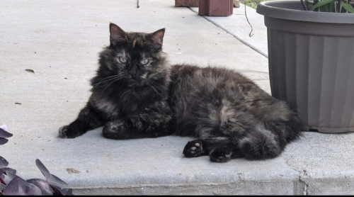 Lost Female Cat last seen Midtown OKC, near Saint Anthony's parking grge, Oklahoma City, OK 73106