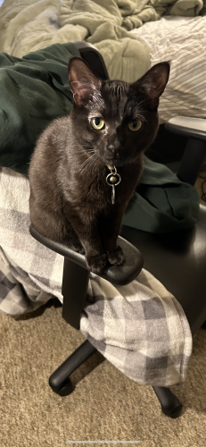 Lost Male Cat last seen Church St; Henry Dubois Dr , New Paltz, NY 12561