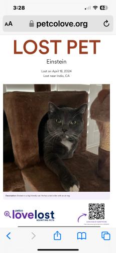 Lost Male Cat last seen Ave 49, Indio, CA 92203