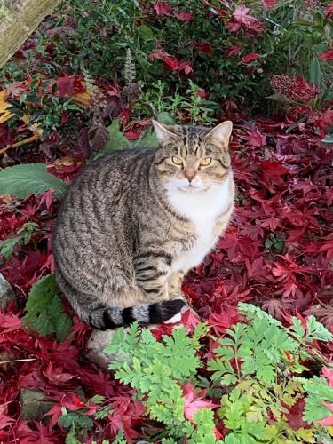 Lost Male Cat last seen Charles and Kelowna Street Vancouver , Vancouver, BC V5K 3B2