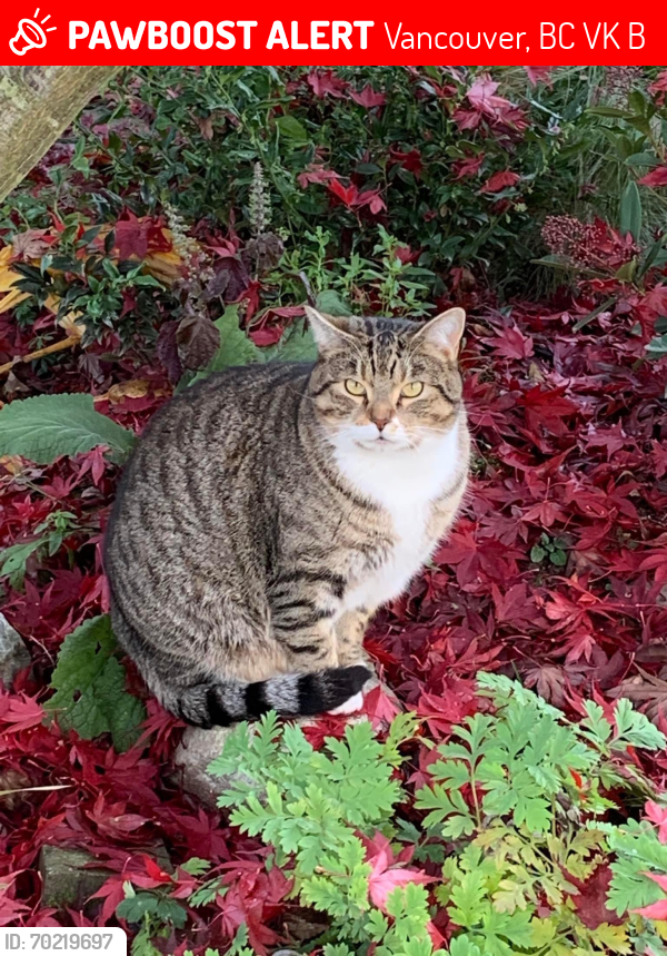 Lost Male Cat last seen Charles and Kelowna Street Vancouver , Vancouver, BC V5K 3B2