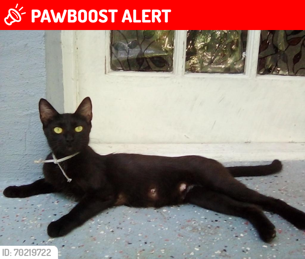 Lost Female Cat last seen Lauderdale by the Sea, Lauderdale-by-the-Sea, FL 33308