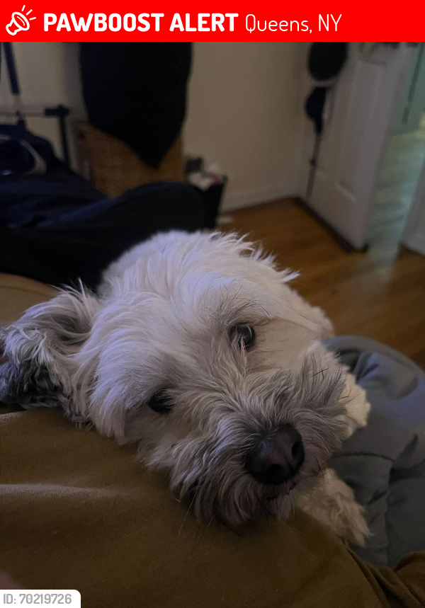 Lost Male Dog last seen 107st corona, Queens, NY 11368