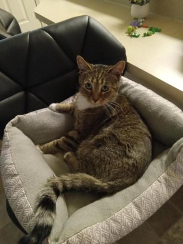 Lost Male Cat last seen Beacon Hill Road, Columbus, OH 43228