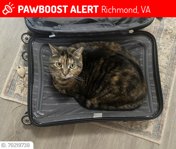 Lost Female Cat last seen Grayland Ave , Richmond, VA 23221