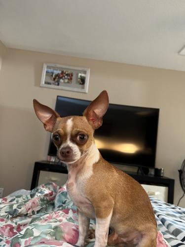 Lost Male Dog last seen Hearthstone Ct and Timberlane West Dr, 33615, Tampa, FL 33615